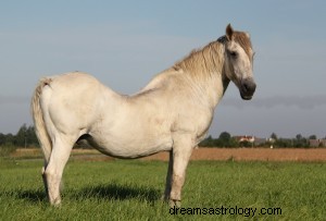 Signification des rêves de cheval