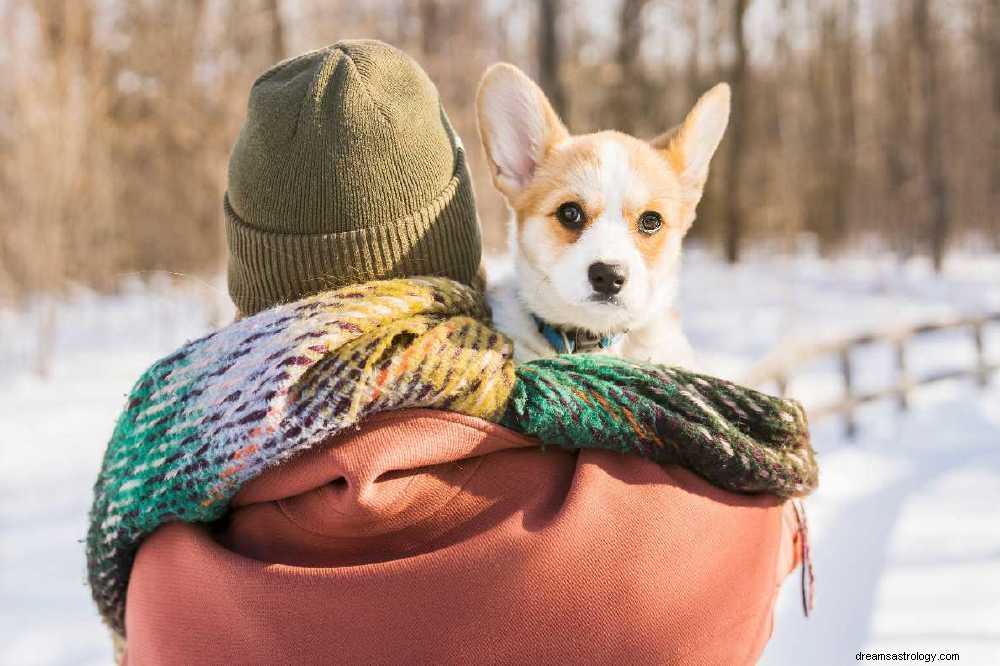 Queens Platinum Jubilee:Vad innebär det att drömma om en Corgi?