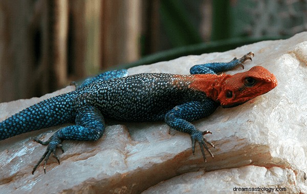 Dreams About Lizards:What’s Meaning and Symbolism