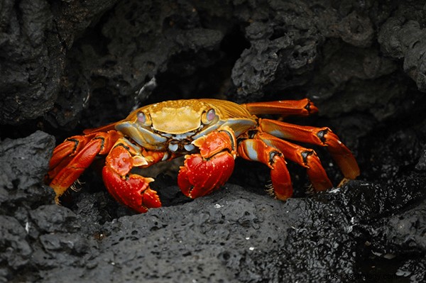 Drömmar om krabbor:vad betyder och symbolik