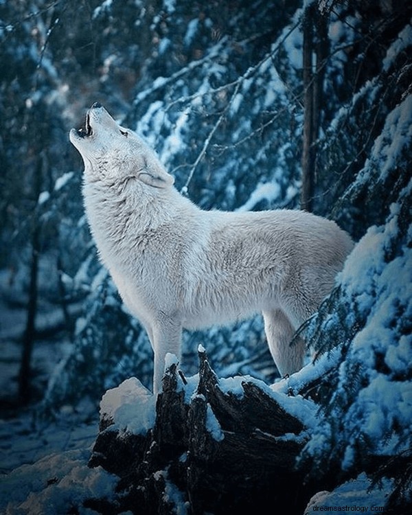 Drömmar om vit varg:vad betyder och symbolik