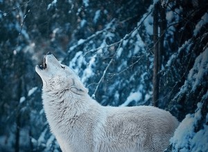 白いオオカミの夢:意味と象徴