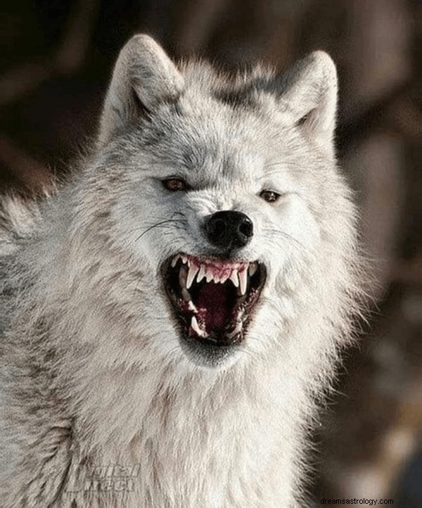 Dromen over White Wolf:wat is de betekenis en symboliek