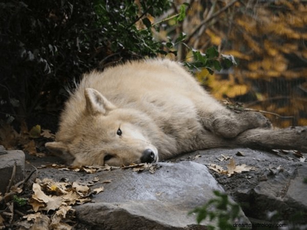 Sonhos sobre o lobo branco:o que significa e simbolismo