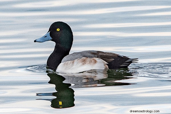 Rêves de canards :signification et symbolisme