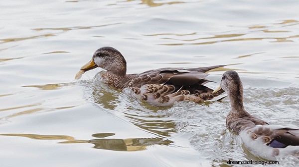 Dreams About Ducks:What’s Meaning and Symbolism