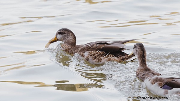 Sueños con patos:significado y simbolismo