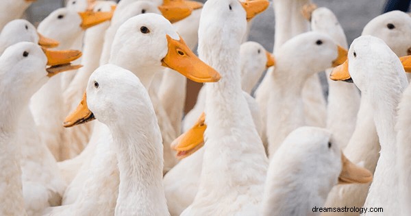 Rêves de canards :signification et symbolisme