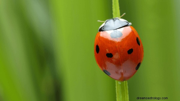 Sonhos sobre insetos:o que significa e simbolismo