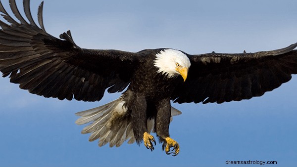 Träume von Adlern:Bedeutung und Symbolik