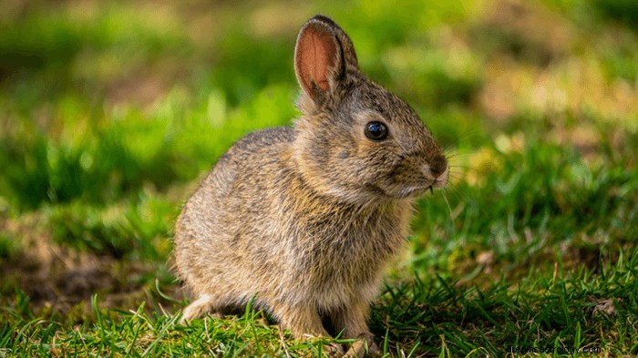Dromen over konijnen:wat is de betekenis en symboliek