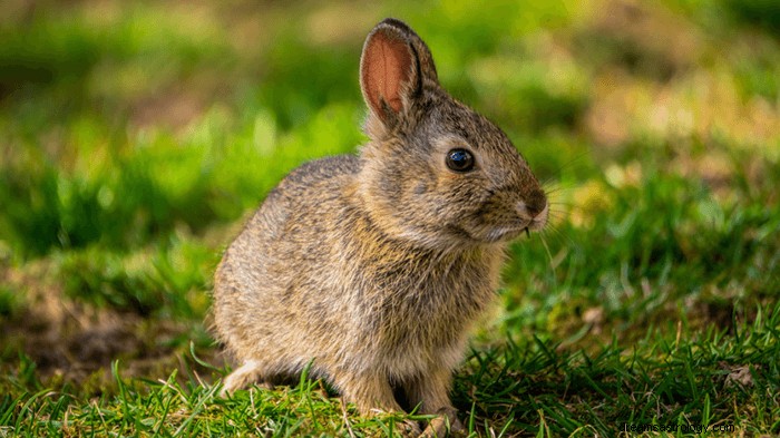 Dreams About Rabbits:What’s Meaning and Symbolism