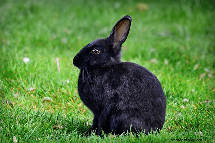 Drömmar om kaniner:vad betyder och symbolik