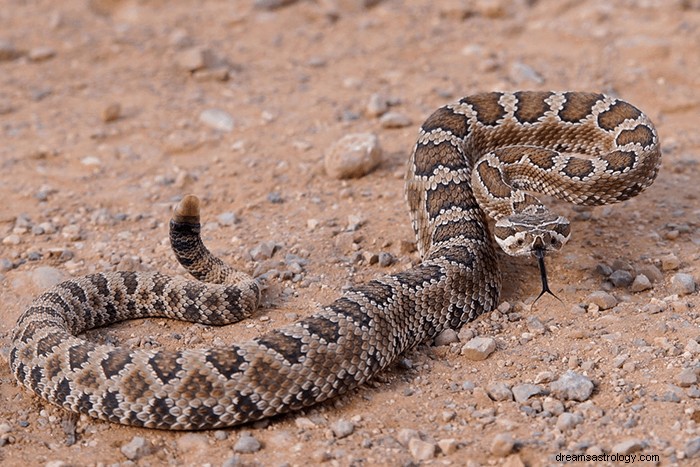 Dromen over ratelslangen:wat is de betekenis en symboliek