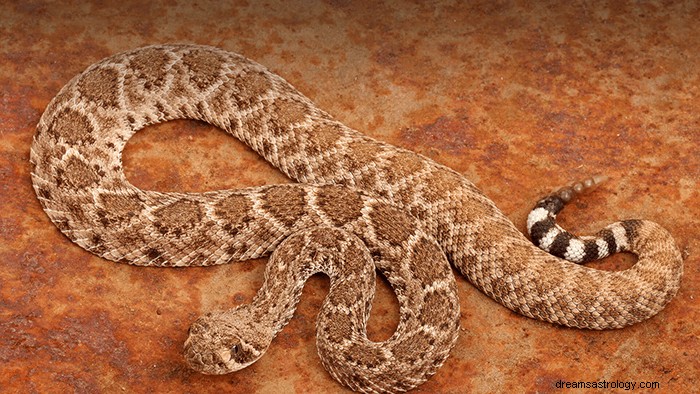 Dromen over ratelslangen:wat is de betekenis en symboliek