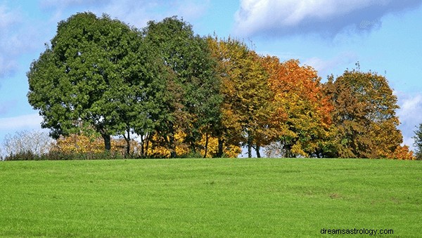 Dromen over bomen:wat is de betekenis en symboliek