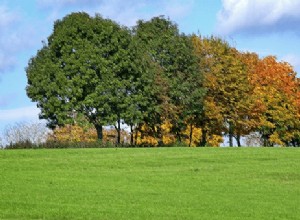 Marzenia o drzewach:znaczenie i symbolika
