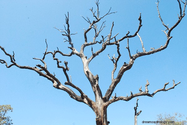 Dromen over bomen:wat is de betekenis en symboliek