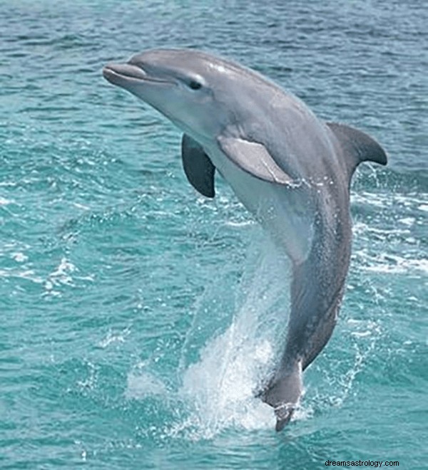 Sny o delfínech:významy a symbolika