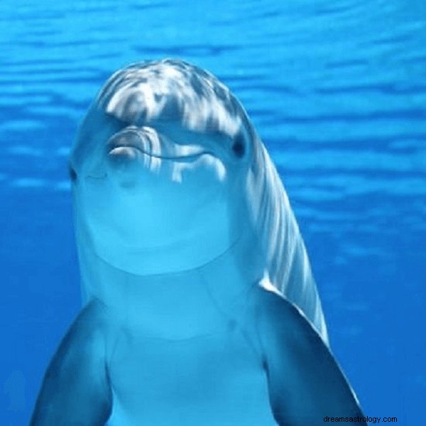 Drömmar om delfiner:betydelser och symbolik