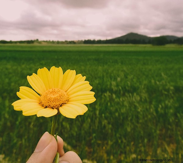 Sonhos com a cor amarela:o que significa e simbolismo