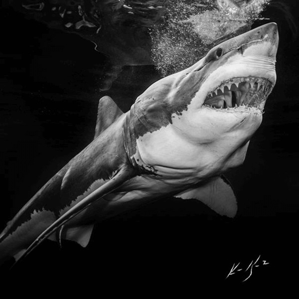 Dromen over haai:wat is de betekenis en symboliek