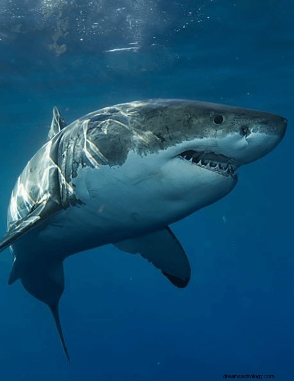 Drömmar om hajen:vad betyder och symbolik
