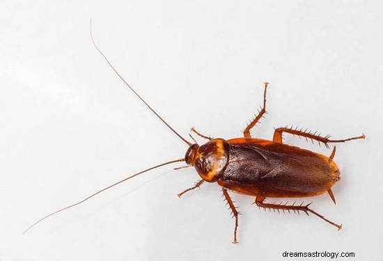 Dromen over kakkerlakken:wat is de betekenis en symboliek