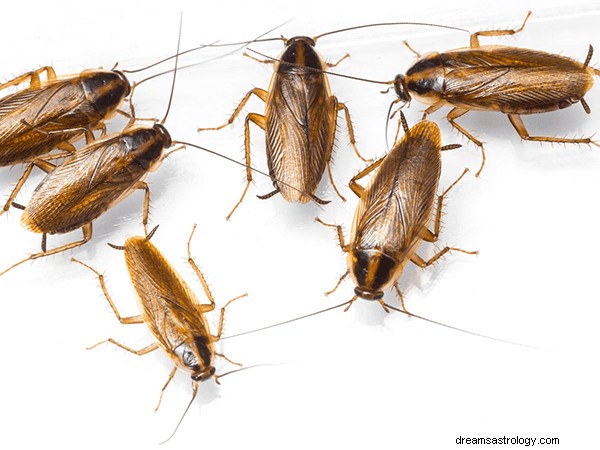 Sogni sugli scarafaggi:significato e simbolismo