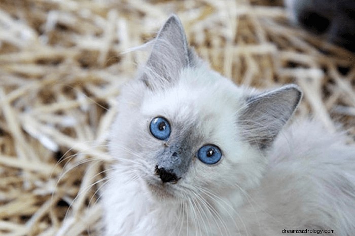 Drömmar om kattungar:vad betyder och symbolik