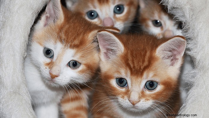 Dromen over kittens:wat is de betekenis en symboliek