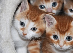 Sonhos com gatinhos:o que significa e simbolismo