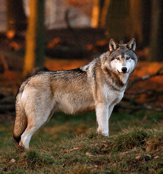 Rêves de loups :signification et symbolisme