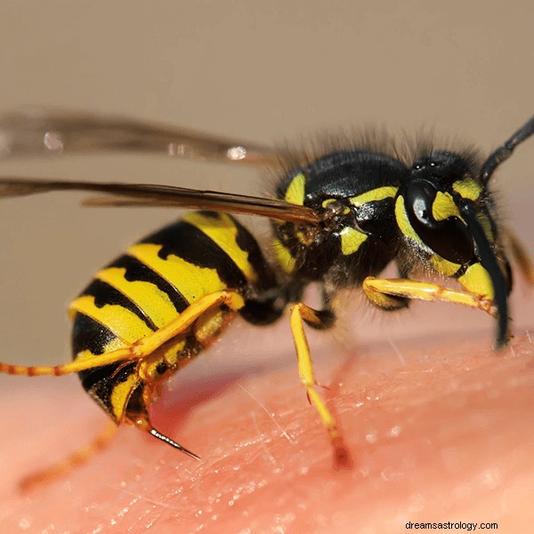 Drømme om hvepse:Hvad betyder og symbolik