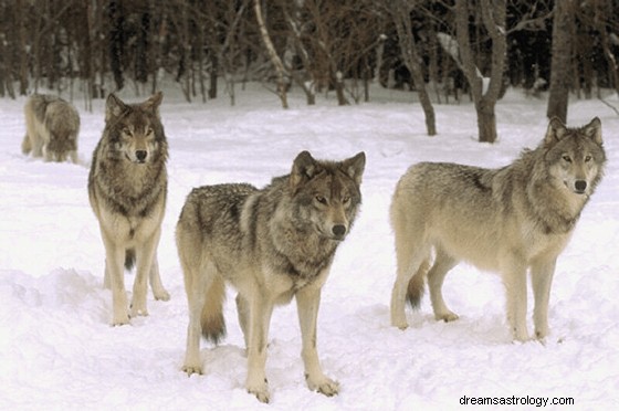 Sueños con lobos:significado y simbolismo