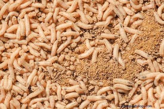 Dreams About Maggots:What’s Meaning And Symbolism
