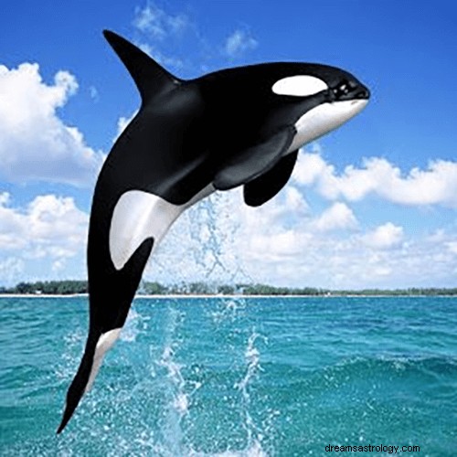 Sueños con orcas:significado y simbolismo