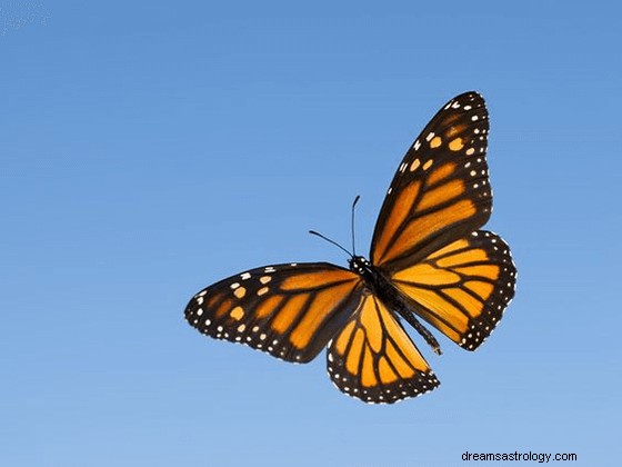 Träume von Schmetterlingen:Bedeutung und Symbolik