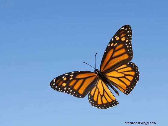 Sueños con mariposas:significado y simbolismo