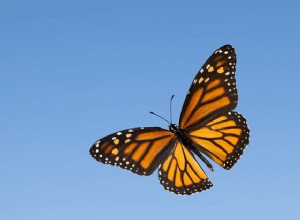 Sny o motýlech:Co je význam a symbolika