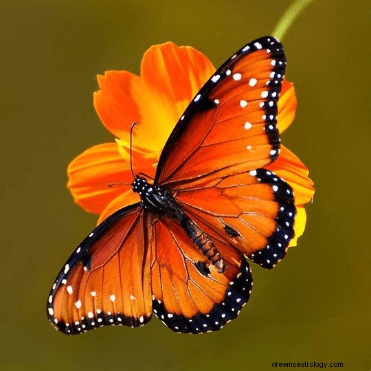 Dromen over vlinders:wat is de betekenis en symboliek