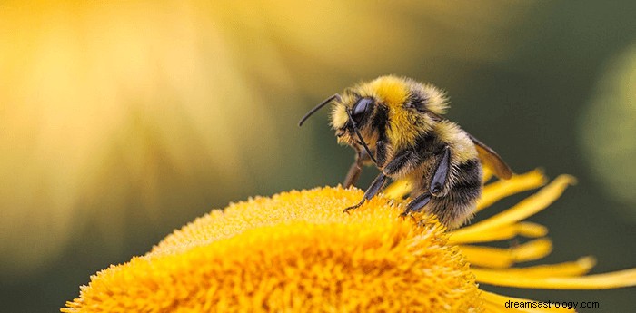 Drömmar om bin:vad betyder och symbolik