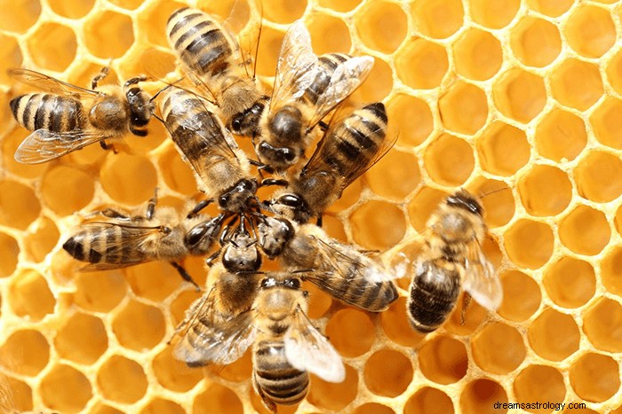 Drömmar om bin:vad betyder och symbolik