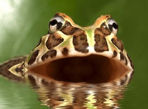 Rêves de grenouilles :signification et symbolisme