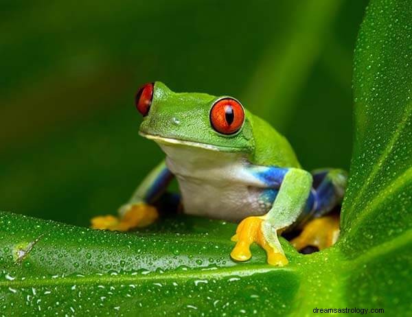 Marzenia o żabach:znaczenie i symbolika