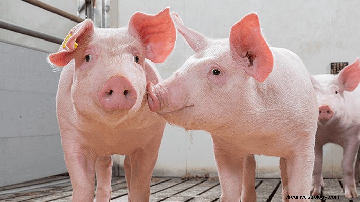 Drömmar om gris:vad betyder och symbolik