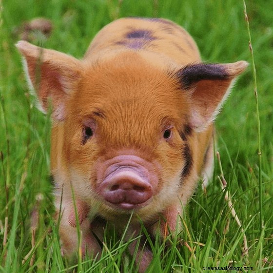 Drömmar om gris:vad betyder och symbolik