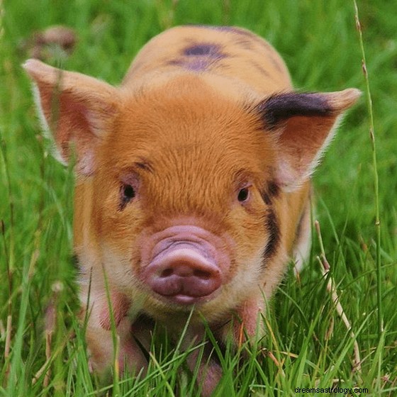 Träume vom Schwein:Bedeutung und Symbolik