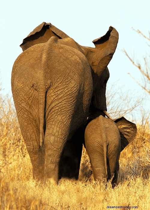 Sny o slonech:Co je význam a symbolika