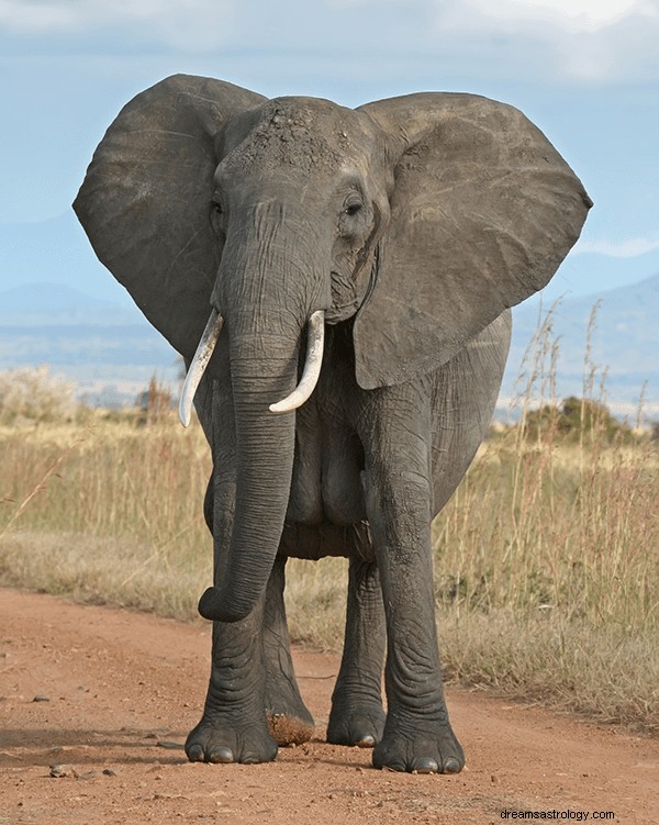 Dromen over olifanten:wat is de betekenis en symboliek